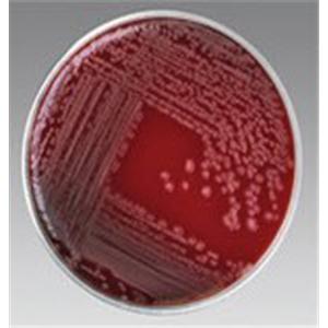 Culture Mueller-Hinton Agar Plate 100/Pk