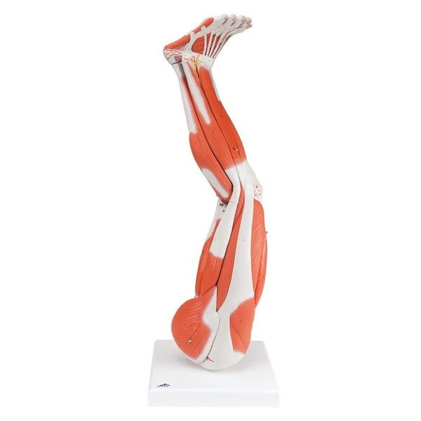 Muscles of the Leg Anatomical Adult Model Ea