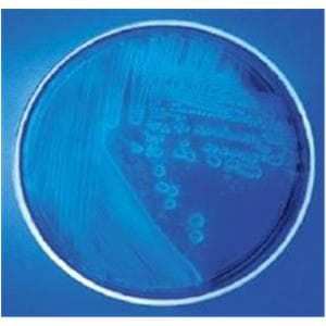 Culture MacConkey Agar Monoplate 10/Pk
