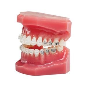 NeoLucent Plus Typodont Ea