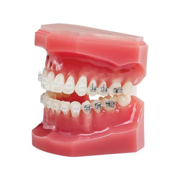 NeoLucent Plus Typodont Ea