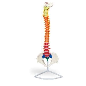 Vertebra Column Anatomical Model Ea