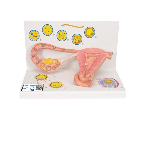 Ovaries/Fallopian Tubes Training Model Ea