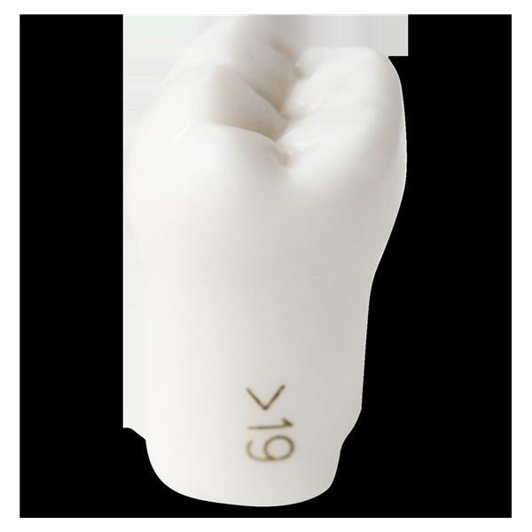 ModuPro One ModuPRO One/ModuPRO OS3/ModuPRO Pedo. Replacement Tooth Ea