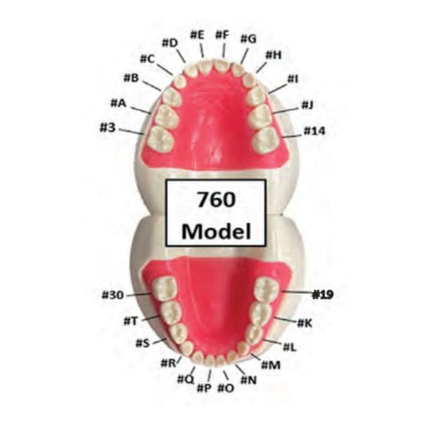 Ivorine #O 760 Series Peds Typodonts Replacement Pedo Unisex Tooth Ea