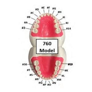 Ivorine #P 760 Series Peds Typodonts Replacement Pedo Unisex Tooth Ea