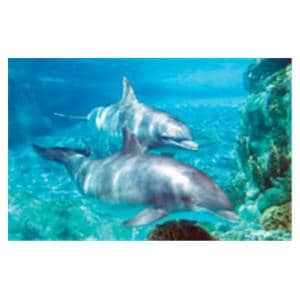 CeilingScenes Acoustic Tile Dolphins 4-Tiles Square 24 in x 24 in Ea