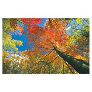 CeilingScenes Light Lens Fall Tree Sky 1-Tile Horizontal 48 in x 24 in Ea