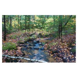 CeilingScenes Acoustic Tile Gentle Stream 2-Tiles Vertical 24 in x 24 in Ea