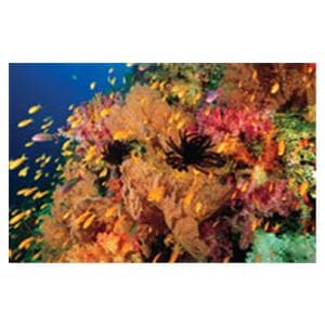 CeilingScenes Acoustic Tile Anties Fish 2-Tiles Vertical 24 in x 24 in Ea