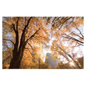 CeilingScenes Acoustic Tile Black Oaks 2-Tiles Vertical 24 in x 48 in Ea