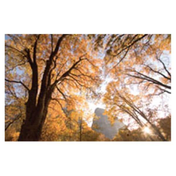 CeilingScenes Acoustic Tile Black Oaks 2-Tiles Vertical 24 in x 48 in Ea