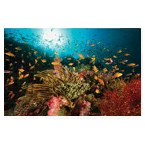 CeilingScenes Light Lens Sealife 2-Tiles Horizontal 24 in x 24 in Ea