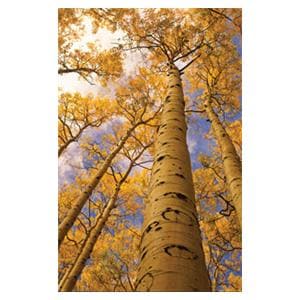 CeilingScenes Light Lens Aspen Trees 2-Tiles Horizontal 24 in x 24 in Ea