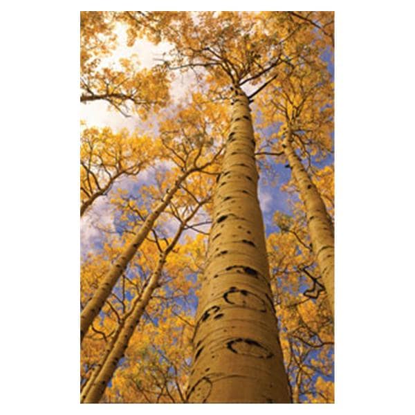 CeilingScenes Light Lens Aspen Trees 2-Tiles Horizontal 24 in x 24 in Ea