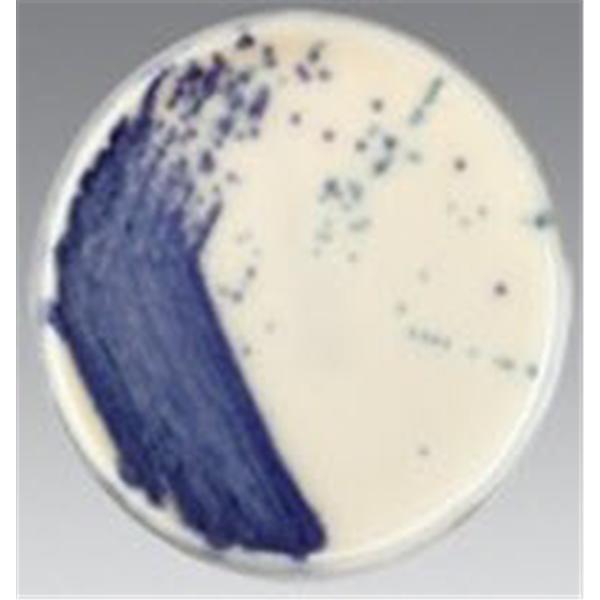 BHI Agar Culture BHI Agar: Brain Heart Infusion Agar 6mcg/mL Monoplate 10/Pk