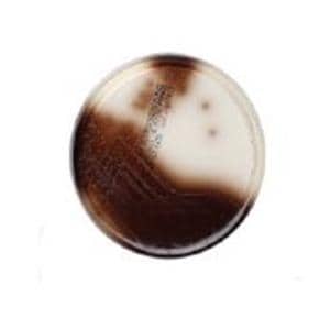 Bile Esculin Agar 10/Pk