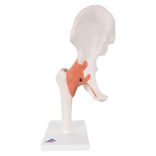 Functional Hip Joint Anatomical Adult Model EA