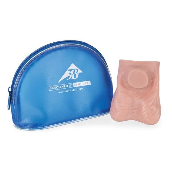 Testicle Anatomical Model Ea