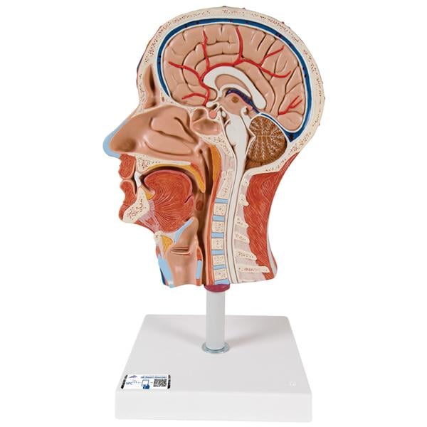 3B Scientific Half Head Training Model Ea